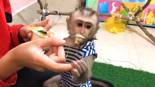 Time for Mino monkey enjoy the yogurt and Coconut enjoyed playing