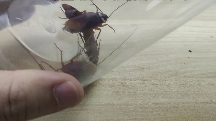 ปิดผนึก "ดอกเบญจมาศ" ของแมลงสาบ! ให้มันกินแล้วไม่อึ! คุณสามารถอยู่รอดได้กี่วัน?