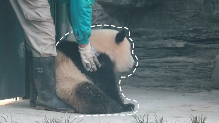 [Animals]When the breeder appeases the cute panda