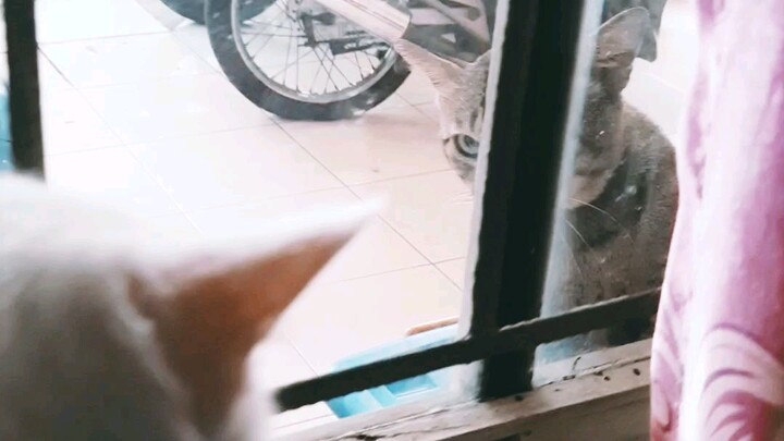 Cat fight thru the windows