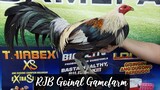 Hatch Grey Win @ NGSC ARTAC 1 Stag Timbangan Derby 07/28/2023  #RJBGoinalGamefarm  #TeamRJB