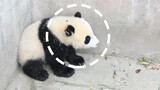 Cara membujuk panda kecil adalah dengan mengelusnya, cukup 1 detik!