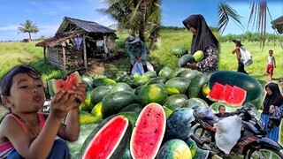 NGAMBIL dan MAKAN Sepuasnya.. !! Panen Semangka Inul, Pulang Bawa Sekarung, Hidup di Desa