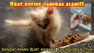 Kucing kamu jamuran⁉️ jangan panik, ini solusinya ‼️