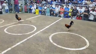 4cock@SJC, 3rd fyt (red tape)