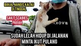 Mengharukan Kucing Sakit Scabies Meminta Tolong Di Obati Sampai Loncat Ke Pundak Pengen Di Peluk..!