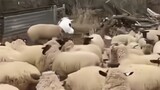 [Động vật] Chú cừu… mỗi lần nhìn đều cười sảng