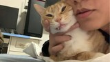 [Hewan]Kehidupan bahagia dengan kucing lucuku