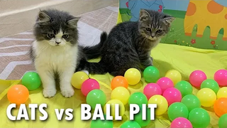 Cats Vs Ball Pit