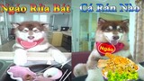 Dương KC | Ngáo Husky Troll Bố #13 | chó thông minh đáng yêu | funny cute smart dog pets Thú Cưng TV