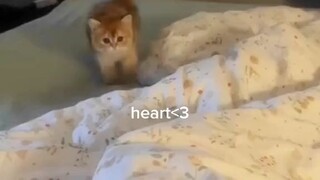 there is no memes just cute cats