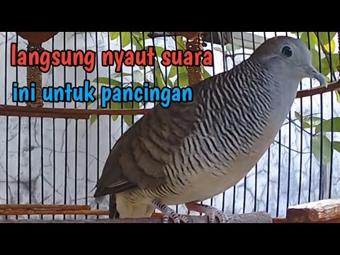 Perkutut lokal gacor langsung nyaut dengar suara ini.