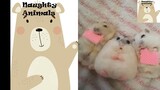 Adorable and Beautiful Hamsters- Cute and Funny Videos of Hamsters.