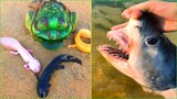 Catching Seafood 🦀🐙 ASMR Relaxing (Catch Shark , Catch Fish ,Deep Sea Monster ) #452