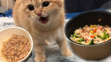 [Động vật]Khi một chú mèo màu cam ăn...