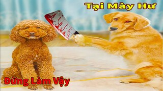 Thú Cưng TV | Cô cô và Sầu riêng #18 | Chó Golden Gâu Đần thông minh vui nhộn | Pets cute smart dog