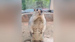 Kêu tao xem nào funny cliphai