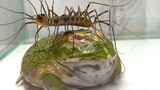 【Bull Frog】House Centipede: What Are You Looking At?