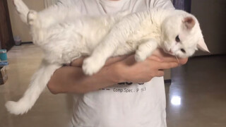 [Animals]Public qelfare short film <Er Hai De Fan Nao>