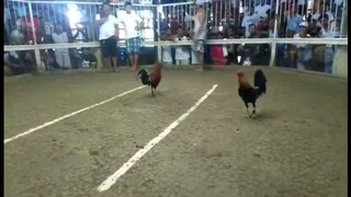 Rwgf manok bitaw ng naka sando from mindoro ipinasa ng custumer.SALAMAT PO SA TIWALA