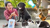 Changcady khám bệnh cho con chó, cho mèo con uống sữa - Part 330
