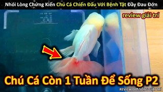 Đau Lòng Chứng Kiến Chú Cá Xinh Đẹp Chỉ Còn 1 Tuần Để Sống P2 || Review Giải Trí Đời Sống