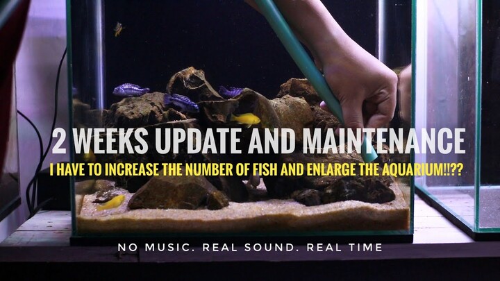 ASMR nomusic - African Cichlids Tank UPDATE and MAINTENACE | LAKE MALAWI BIOTOPE