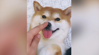 Yang terimut dari dunia shiba inu