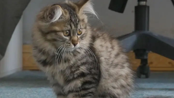 可爱的长毛狸花猫 老五 Bilibili