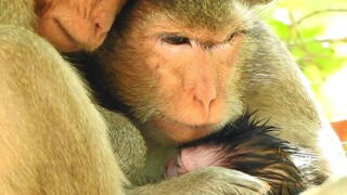 My Baby So Cool,Pity Baby Monkey Anya Hug Mom Very Cool,Pleas Worm Baby In Chest Like This Long Time