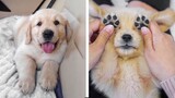 😍 Adorable Golden Puppies That Will Make Your Day🐶🐶 | Cute Puppies