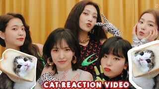 [Reaction] Redvelvet's Zimzalabim MV 레드벨벳