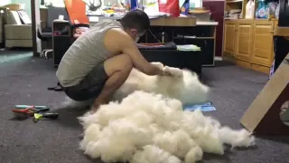 [Animals]Shearing for pet Samoyed dog