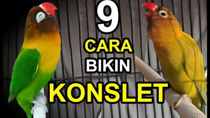 9 Cara Bikin LOVEBIRD KONSLET, Cepat Dan Mudah!