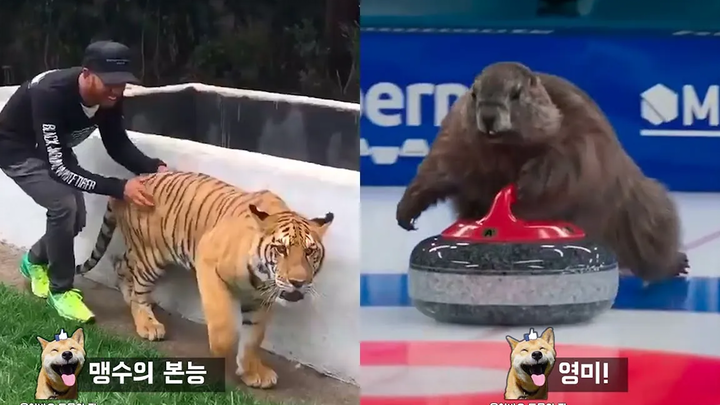 จะเกิดอะไรขึ้นเมื่อคุณเซอร์ไพรส์เสือจากด้านหลัง Funny animal meme