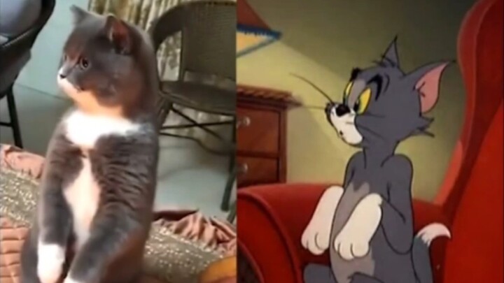 [Tom and Jerry] 'Tom and Jerry' Scene Compilation In Real Life