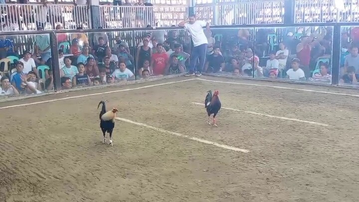 Duke Hulsey Grey X Black Butcher | 1st Fight at 2 Hits Ulutan Sa Pangasinan