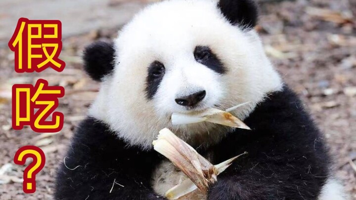 【大熊猫和花吃播】著名“假吃”博主上线