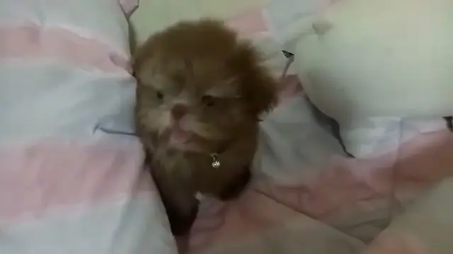 Brave the cute puppy
