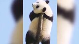 "Seperti yang diketahui, panda bisa mengerti dialek Si Chuan"