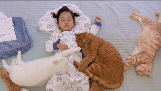 Cute Cats | My Baby Girl And Her Seven Cats Taking A Nap