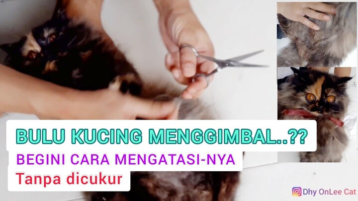 BULU KUCING GIMBAL - Cara Mengatasi Bulu Kucing menggimbal atau menggumpal
