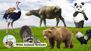 Wild Animal Sounds in Peaceful: Buffalo, Ostrich, Bear, Squirrel, Panda,... | Funny Animal Moments