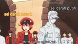 sel darah putih versi anime, penjelasan dub indo