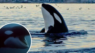 Orcinus orca, the Killer Whale, Likes to Play With People
