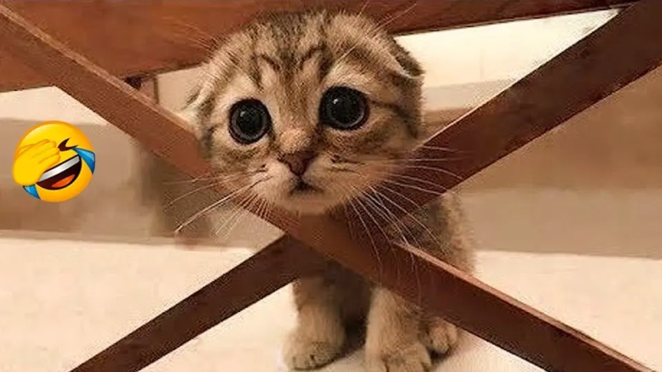 Video Kucing Lucu Banget Bikin Ngakak #29 | Kucing dan Anjing | Kucing Lucu Imut - Bstation