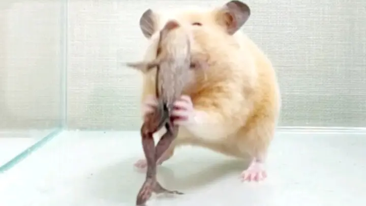 A hamster eats a frog