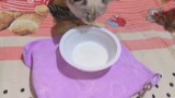 Kucing berdada tunggal itu bergegas menuju ruang bersalin ketika melihat botol susu sambil mengibask