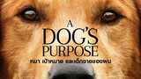 A DOG'S PURPOSE (2017) หมา เป้าหมาย และเด็กชายของผม