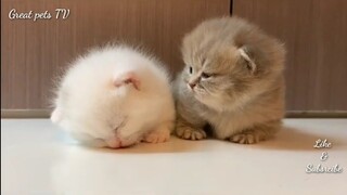 Super cute and funny baby cats compliment|| Great pets TV